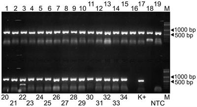 Genome stability assessment of PRRS vaccine strain with new ARTIC-style sequencing protocol